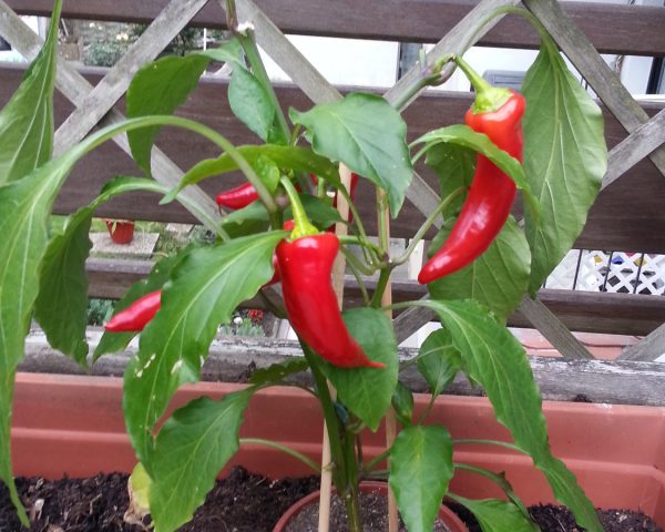 Bild Chilipflanze