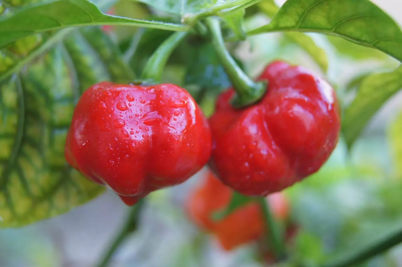 Bild rote Habaneros