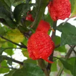 Bild Carolina Reaper