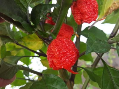 Bild Carolina Reaper Chilipflanze