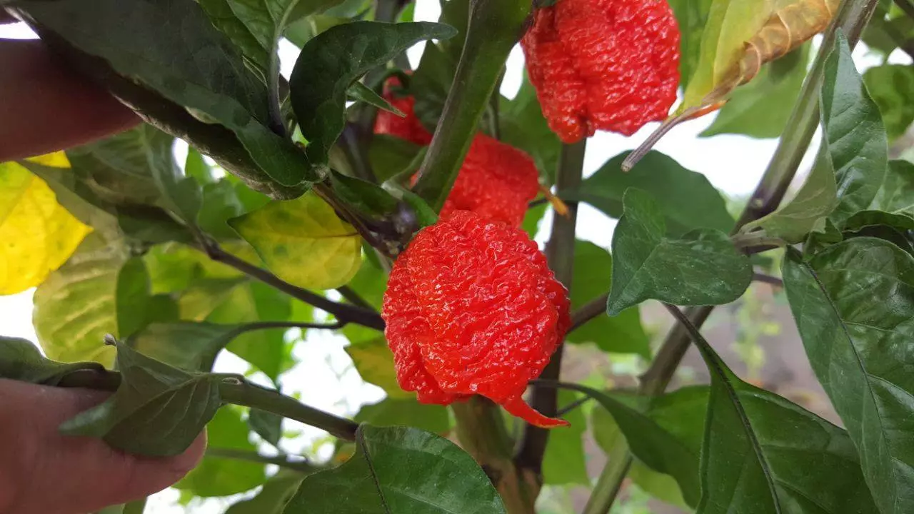 Bild Carolina Reaper Chilipflanze