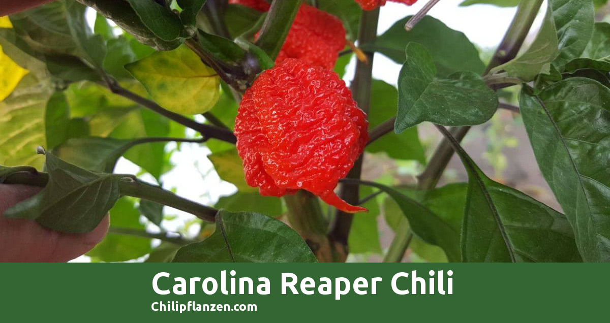 20 Samen Gelb Carolina Reaper Schärfste Chilli der Erde Guinness Weltrekord