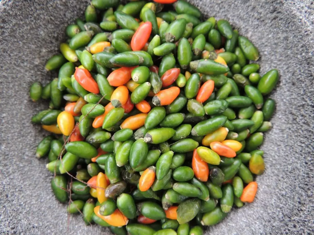 Bild gesammelte wilde Chilis