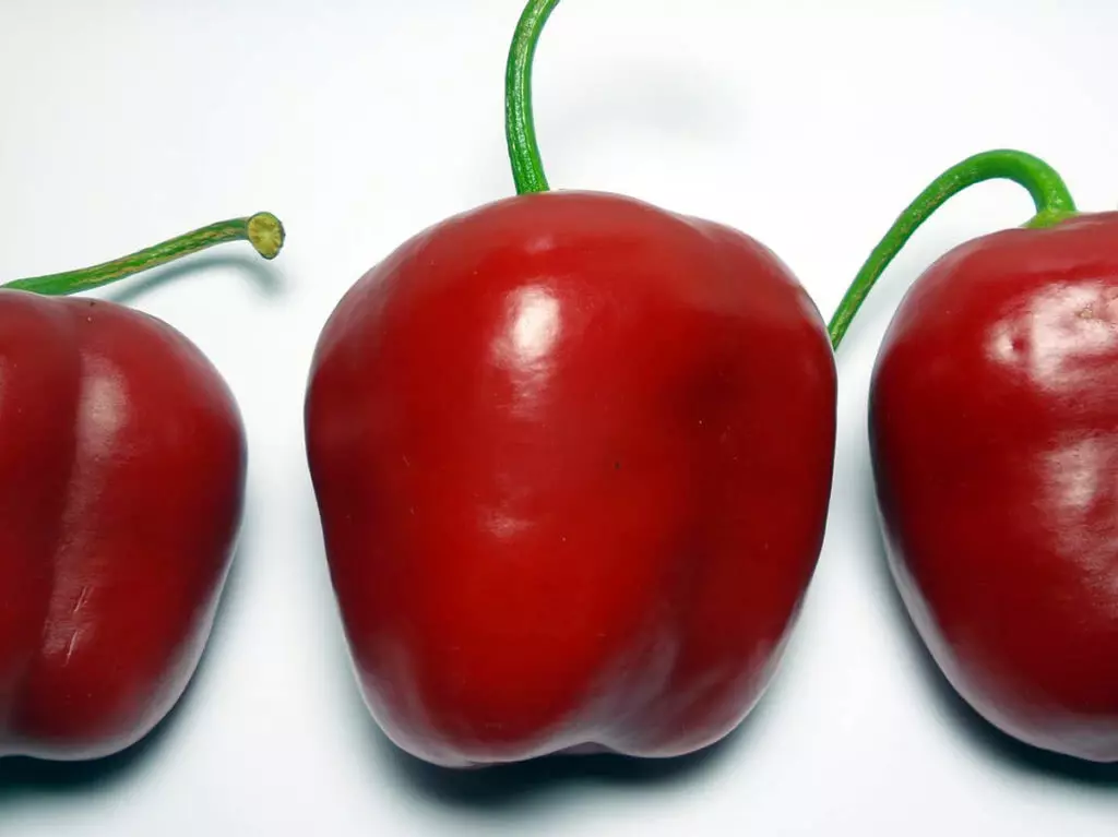 Bild Rocoto Chilischoten