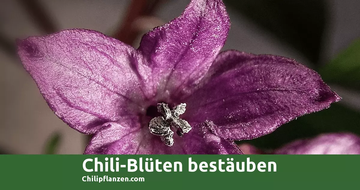Bild Chilli-Peppers Blüte Rocoto
