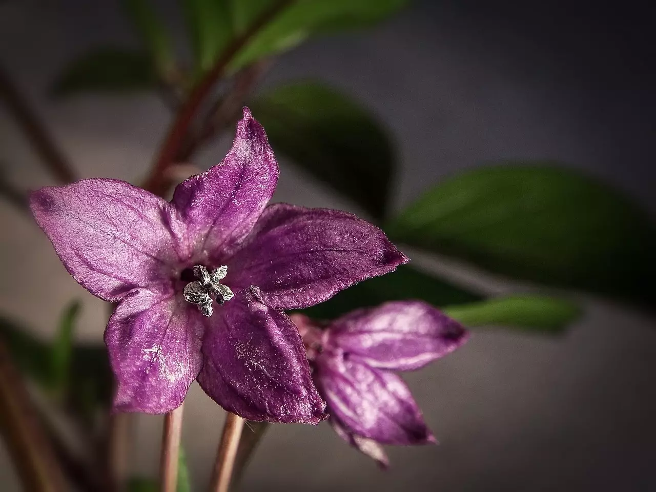 Rocoto Blüte