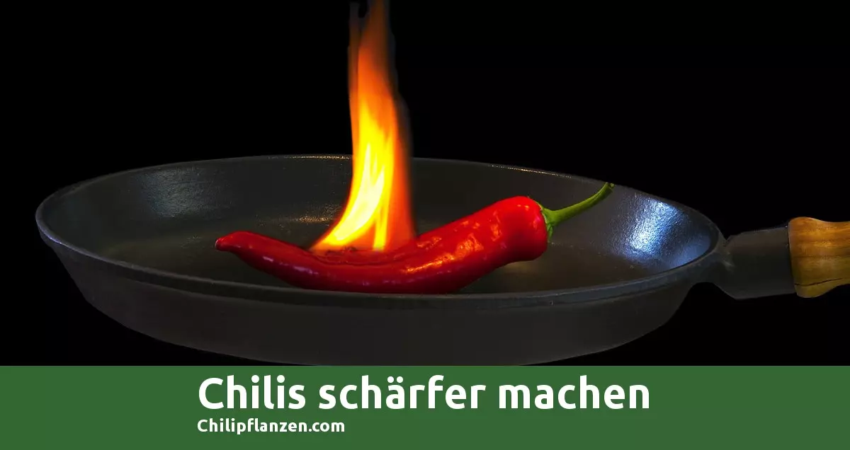 Bild Chilli Peppers schärfer machen FB