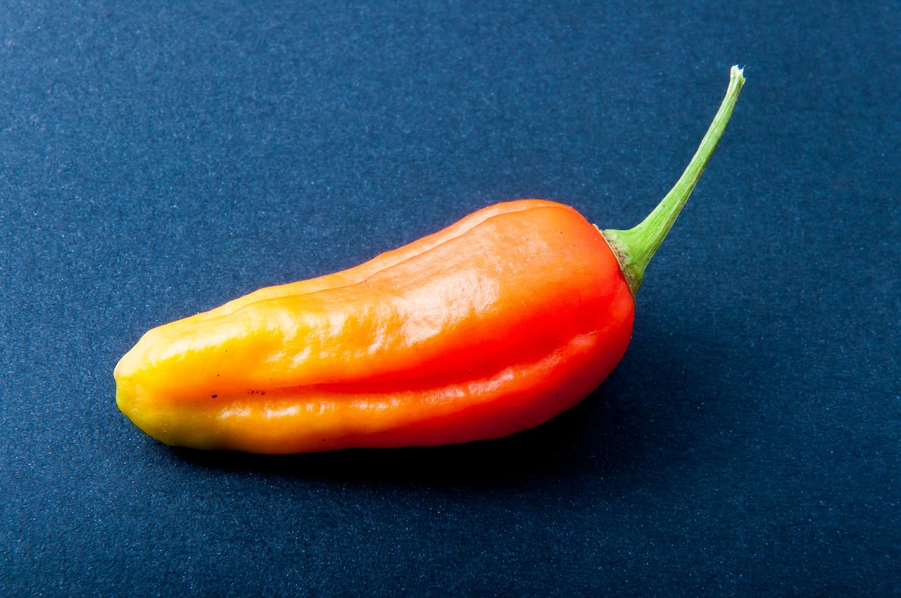 Jolokia Chili
