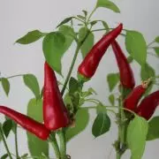 Bild Chilipflanze