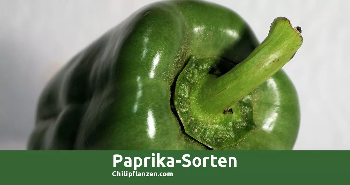 Bild Paprikasorten FB