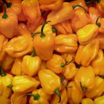 Bild gelbe Habaneros