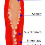 Chilischote Querschnitt