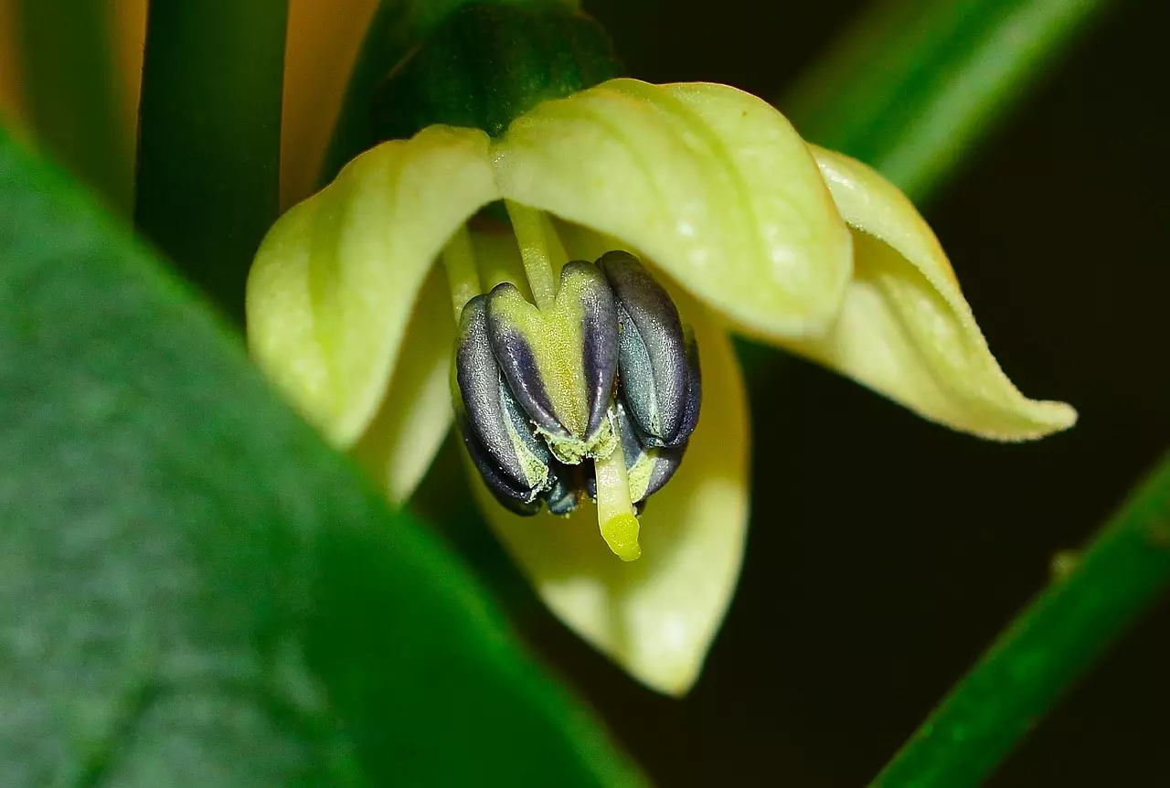 Chili Blüte