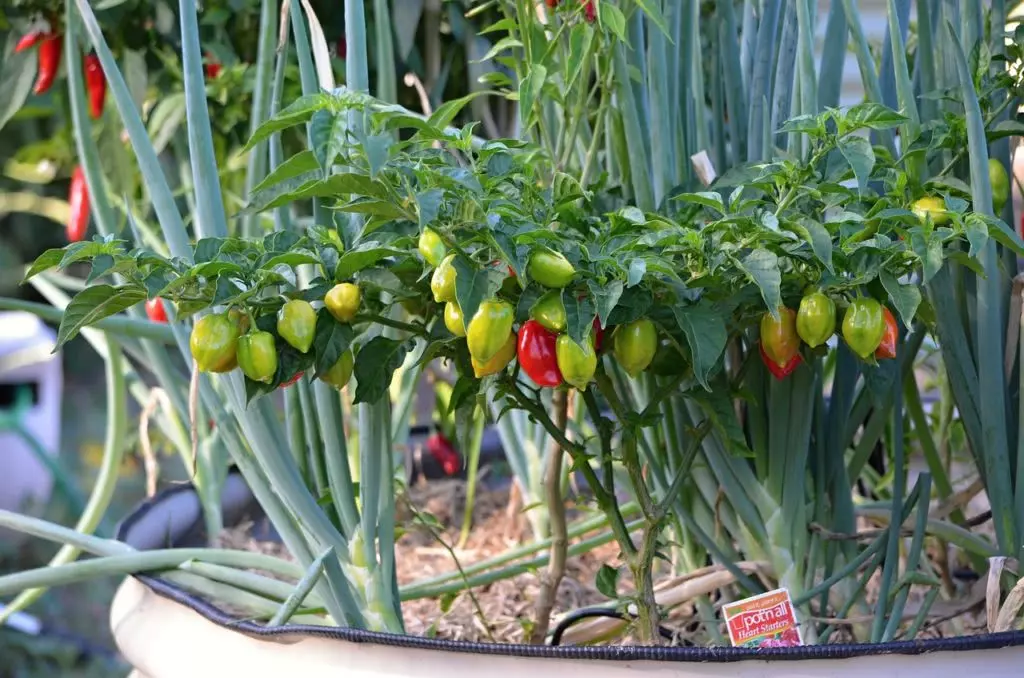 Bild Chilis im Kübel