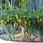 Bild Chilipflanze im Kübel überwintern lassen