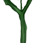 Sitz der Königsblüte