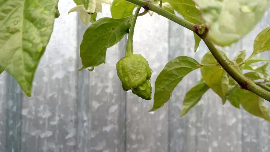 Bild 7 Pot Chili grün