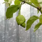 Bild 7 Pot Chili grün