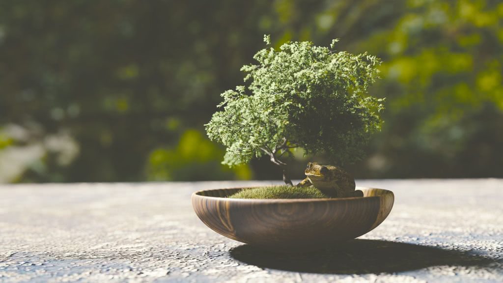 Bild Bonsai Baum 