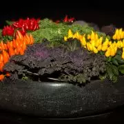 Bild Bonsai Chili Schale
