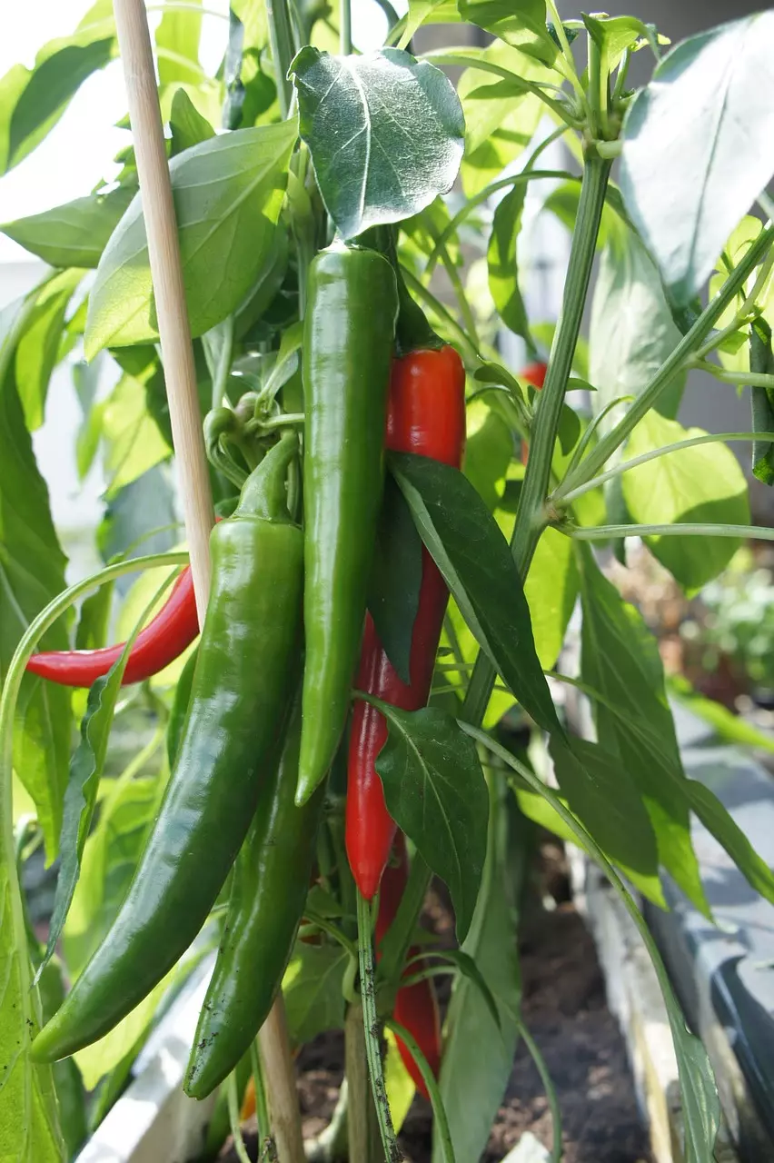 Große Chilipflanze