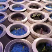 Bild Hydroponic