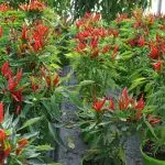 Bild Tabasco Chilis