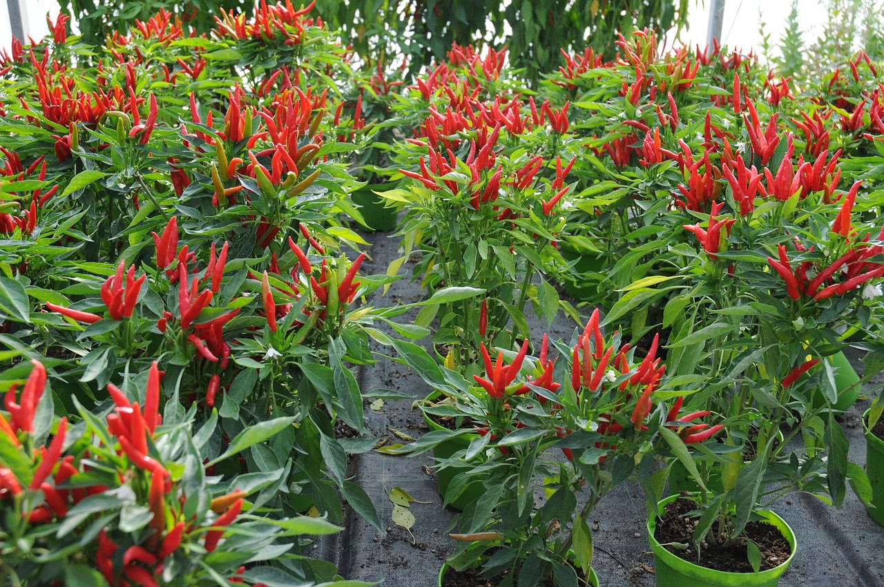 Tabasco Chili-Pflanzen