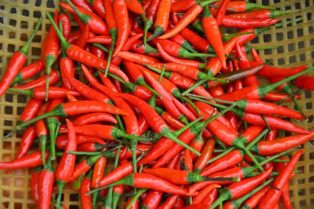 Bild Chili Ernte