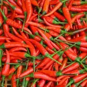 Bild Chili Ernte