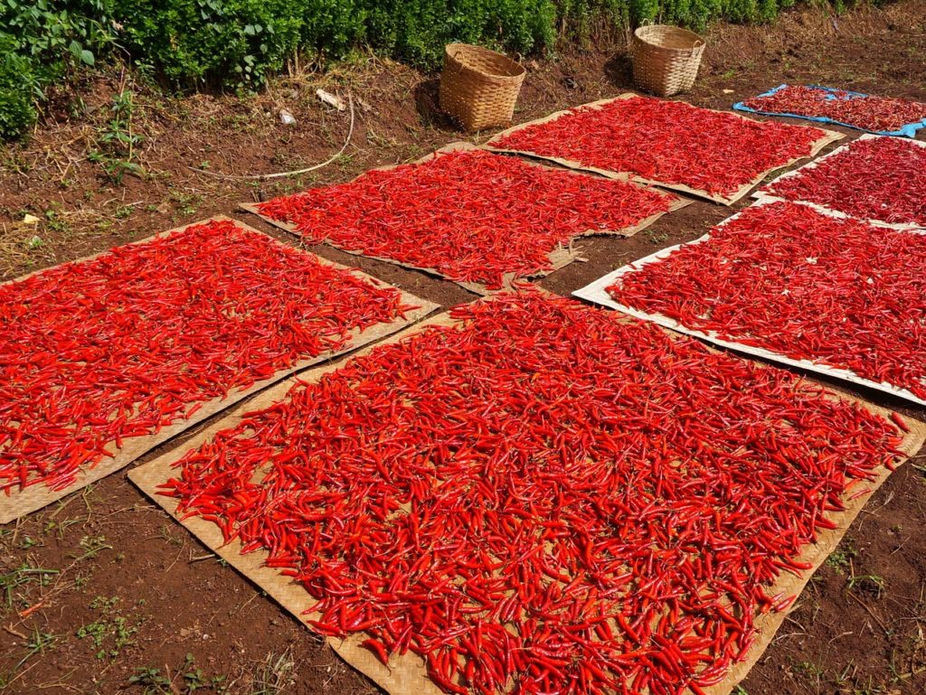 Trocknen Von Chilis Und Peperoni An Der Luft Chilipflanzen Com