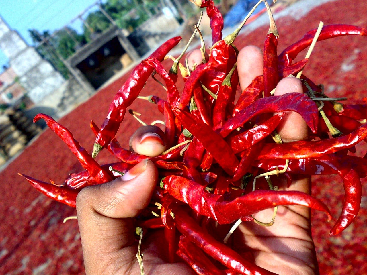 Trocknen Von Chilis Und Peperoni An Der Luft Chilipflanzen Com