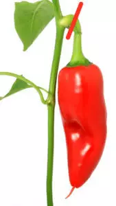 Chilischote ernten
