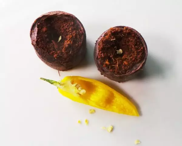 Bild Samen aus Habanero