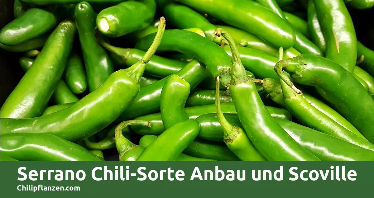 Bild Serrano Chilli Peppers Facebook