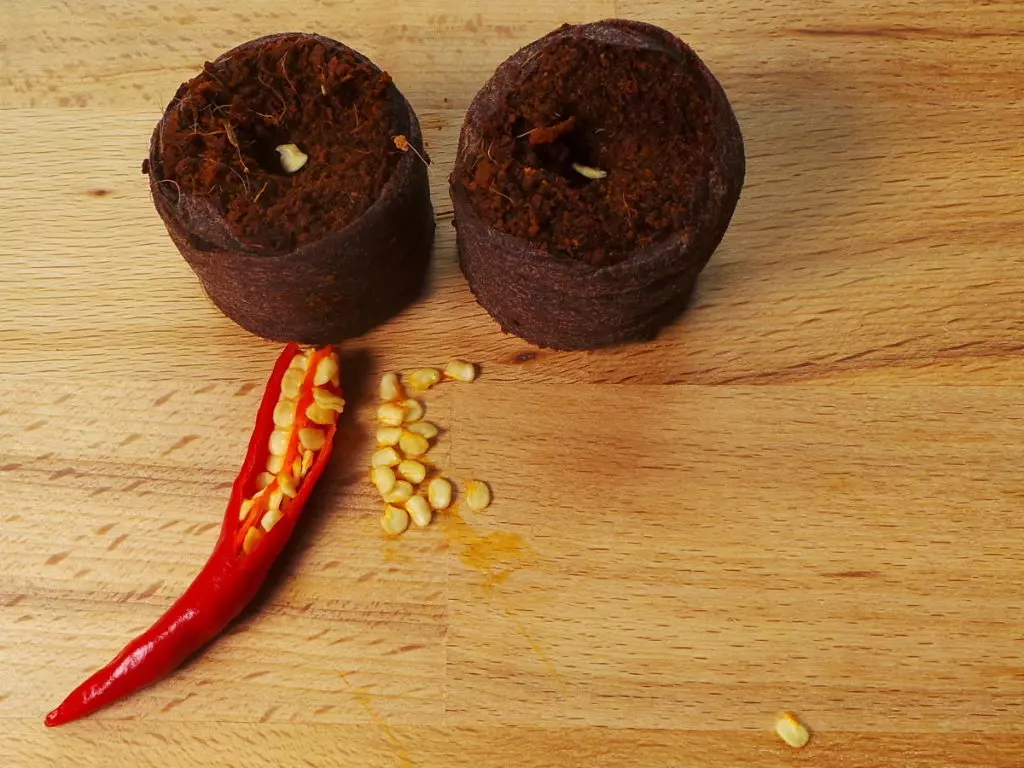 Bild frische Thai Chilisamen