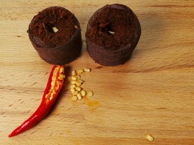 Bild frische Thai Chilisamen