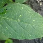 Bild krankes Chili Blatt