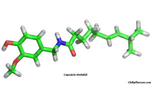 Bild Capsaicin Molekül