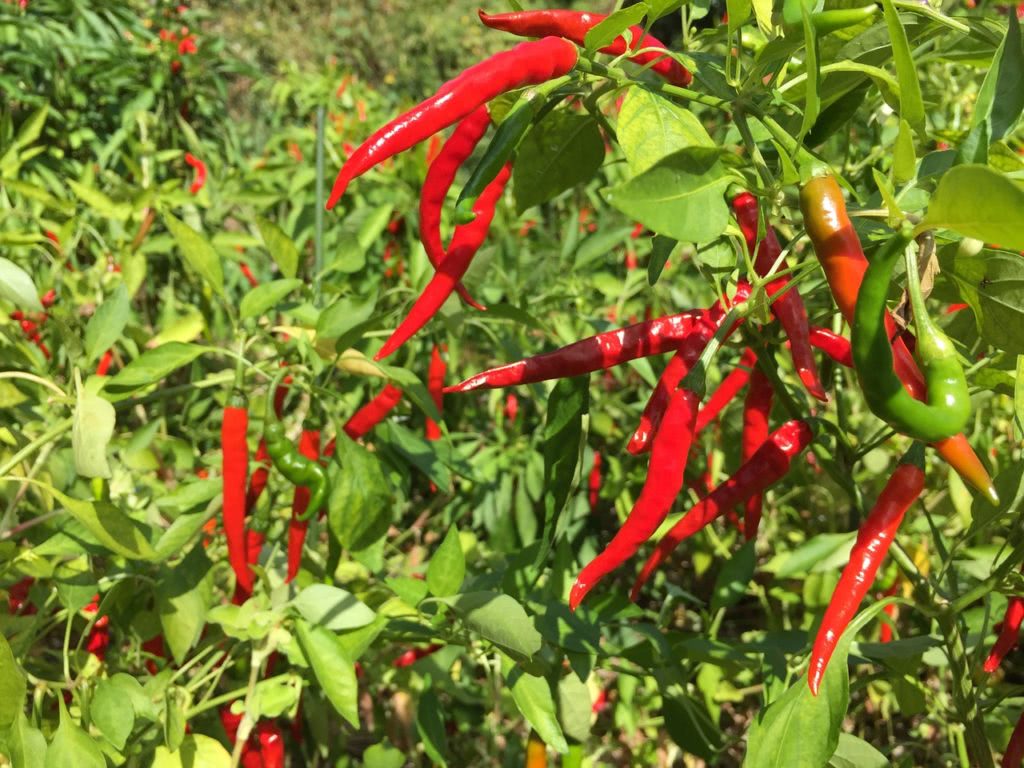 Bild Takanotsume Habichtsklauen Chili