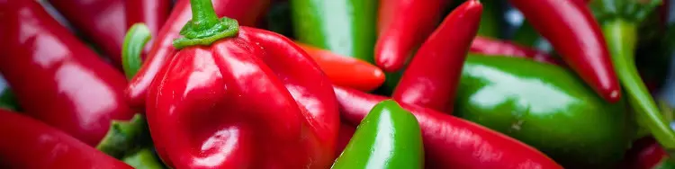 Bild Chili Capsicum Wissen
