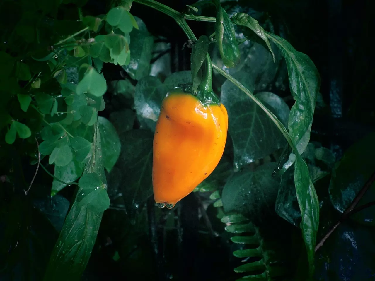 Bild Aji Amarillo Chili